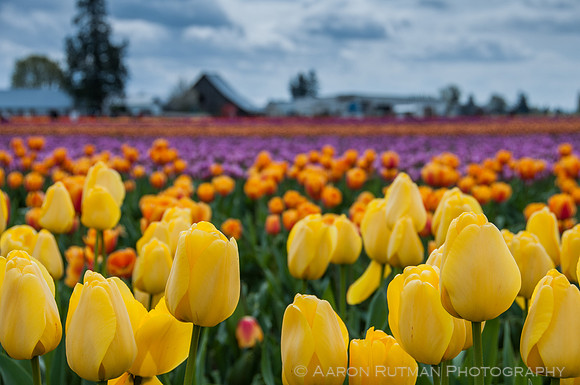 Roozengaarde, Skagit Valley Tulip Festival