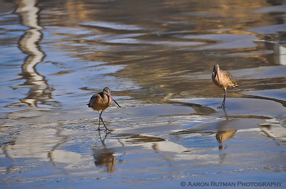 Marbled Godwits