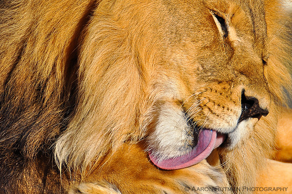 Lion clean up