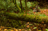 Black-tailed deer, Muir Woods