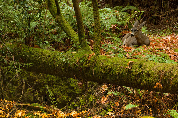 Black-tailed deer, Muir Woods