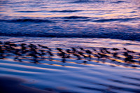 Sanderlings flee the tide