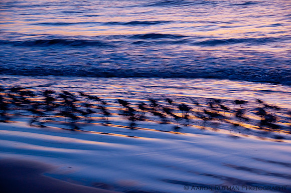 Sanderlings flee the tide