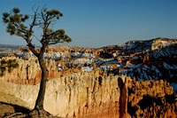 Lone tree over Bryce Canyon