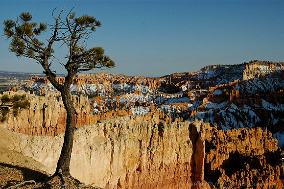 Lone tree over Bryce Canyon