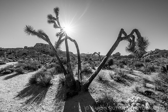 Barker Dam Nature Area, Joshua Tree National Park