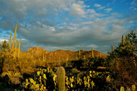 Saguaro National Park