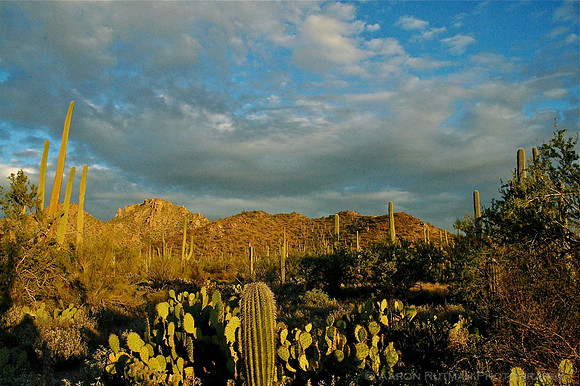 Saguaro National Park