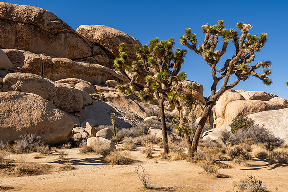 Barker Dam Nature Area, Joshua Tree National Park