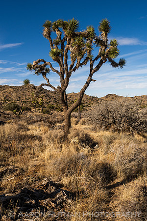 Barker Dam Nature Area, Joshua Tree National Park