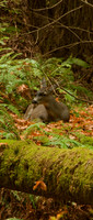 Black-tailed deer, Muir Woods