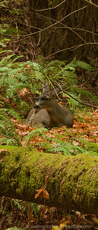 Black-tailed deer, Muir Woods